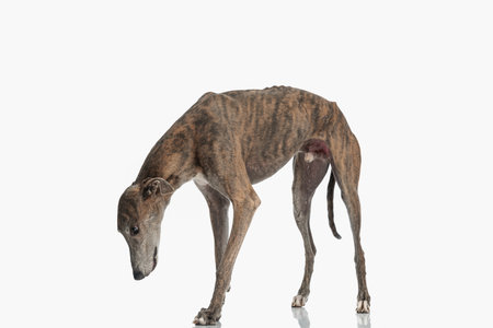 curious english greyhound dog looking down and searching while walking in front of white background in studioの写真素材