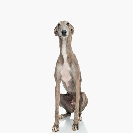 adorable greyhound dog sitting and looking up in a curious way in front of white background in studioの写真素材