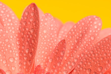 close up picture of pink gerbera daisy flower with waterdroplets, concept of morning dew and freshnessの写真素材
