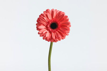 pink gerbera daisy flower illustrating the concept of blooming and freshness in front of white backgroundの写真素材