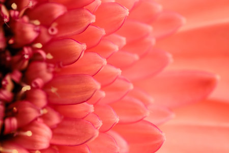 abstract texture picture of pink gerbera daisy flower petalsの写真素材