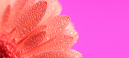 morning dew concept illustrated by pink gerbera daisy petals with waterdrops in front of purple backgroundの写真素材