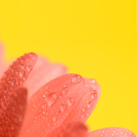 pink gerbera daisy flower petals with waterdrops on yellow background, concept of morning dew and freshnessの写真素材