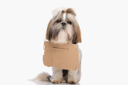 cute little stray shih tzu dog with adoption card on his neck sitting in front of white backgroundの写真素材