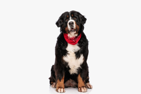 adorable berna shepherd dog with red bandana opening mouth and sitting in front of white background in studioの写真素材