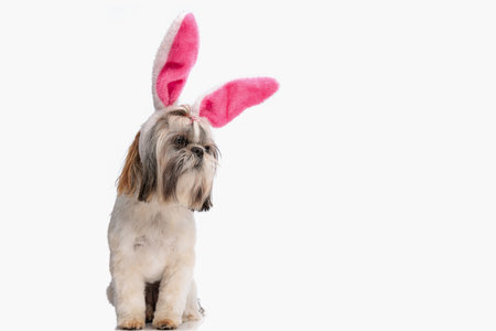 lovely little shih tzu dog with bunny ears headband looking to side and sitting in front of white background in studioの写真素材