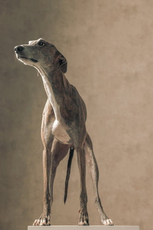 eager english hound dog with skinny legs looking up side and standing in front of beige background in studioの写真素材