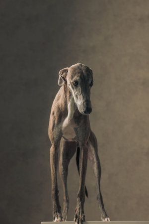 lovely greyhound dog with thin legs looking away and standing in front of beige backgroundの写真素材