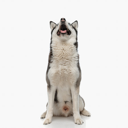 eager husky puppy sticking out tongue and panting while looking up and sitting in front of white background in studioの写真素材