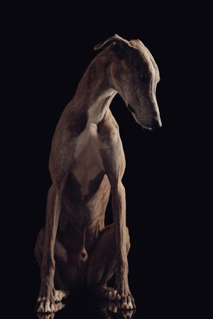 adorable greyhound hunting dog with thin legs looking down and sitting in front of black background in studioの写真素材