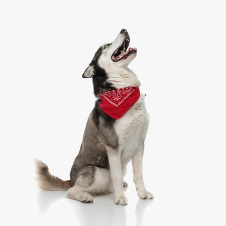 side view of excited husky dog with red bandana looking up and panting while sitting in front of white background in studioの写真素材