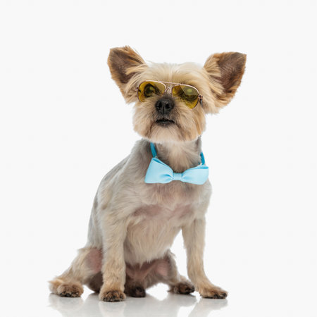 cute yorkie dog with sunglasses and bowtie looking away and sitting in front of white background in studioの写真素材