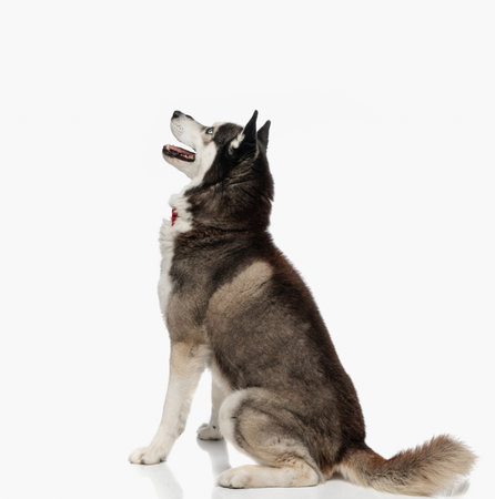 cute husky with bowtie sitting, looking up and sticking out tongue in front of white backgroundの写真素材