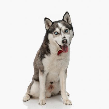 precious husky with bowtie sticking out tongue and panting while sitting in front of white background in studioの写真素材