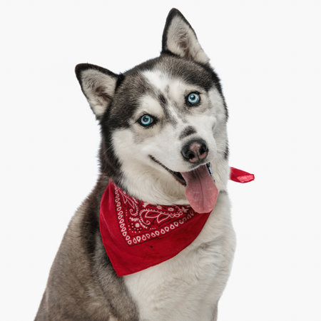 adorable husky wearing red bandana around neck and panting with tongue out while sitting on white backgroundの写真素材
