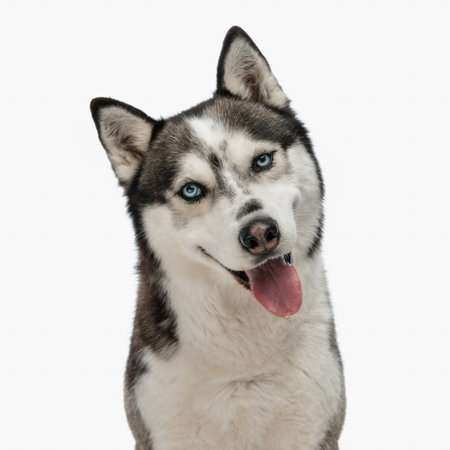 adorable husky dog looking forward and sticking out tongue, sitting and posing in front of white background in studioの写真素材