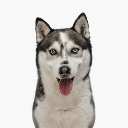 portrait of cute little husky puppy sticking out tongue and posing while sitting in front of white backgroundの写真素材
