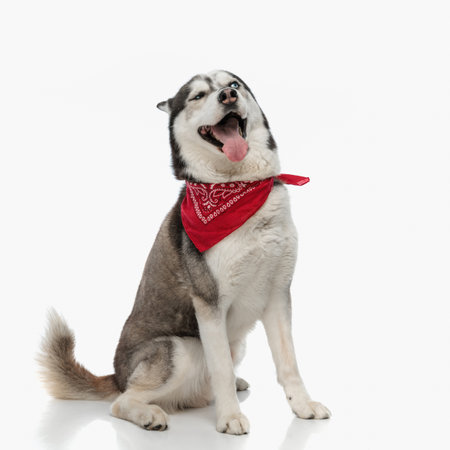 funny husky dog wearing red bandana around neck, panting and yawning at the same time while sitting on white backgroundの写真素材