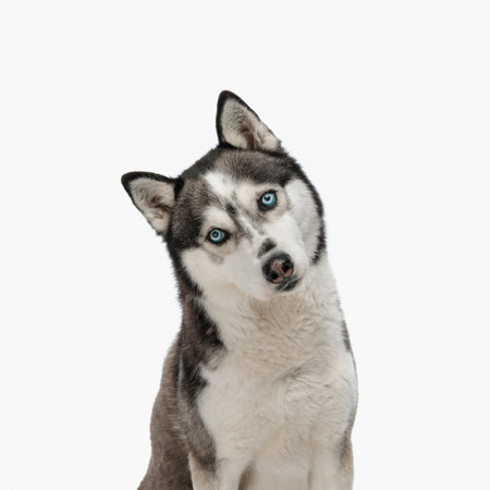 portrait of cute husky tilting head and looking forward while sitting in front of white background in studioの写真素材
