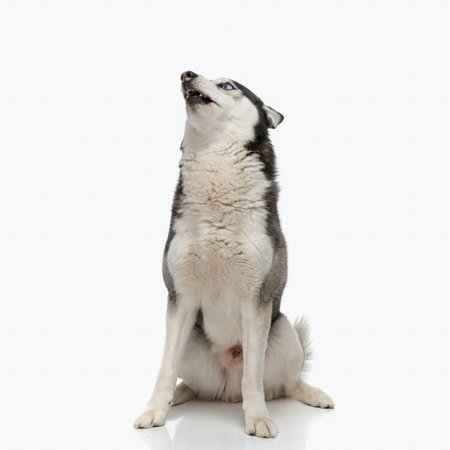 lovely little husky dog looking up side and sitting in front of white background in studioの写真素材