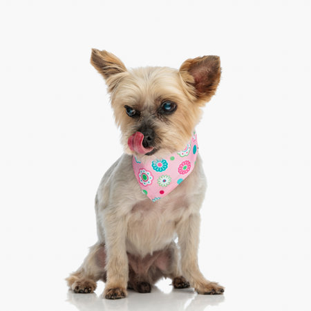 cute yorkshire terrier dog with pink bandana licking nose and looking away while sitting on white backgroundの写真素材
