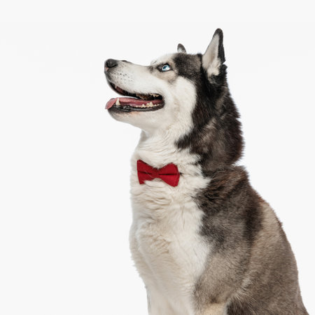 excited husky dog with red bowtie looking up side and panting while sitting in front of white background in studioの写真素材