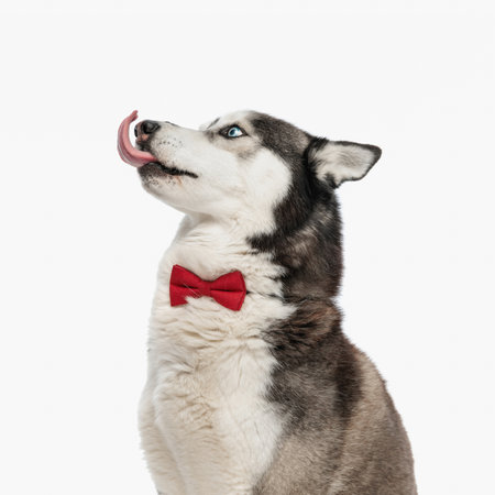 elegant husky with red bowtie sticking out tongue, licking nose and looking up side while sitting in front of white backgroundの写真素材