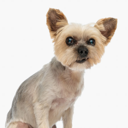 side view of adorable little yorkshire terrier puppy looking forward and sitting in front of white background in studioの写真素材