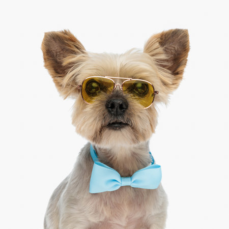 sweet yorkie dog with elegant blue bowtie and sunglasses looking forward and sitting on white backgroundの写真素材