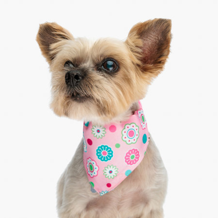 small yorkshire terrier dog with pink bandana looking to side while sitting in front of white background in studioの写真素材