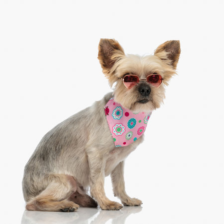side view of sweet little yorkshire terrier puppy wearing sunglasses and pink bandana around neck and sitting on white backgroundの写真素材