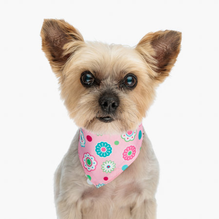 cute little yorkie dog with pink bandana around neck looking forward and sitting in front of white background in studioの写真素材