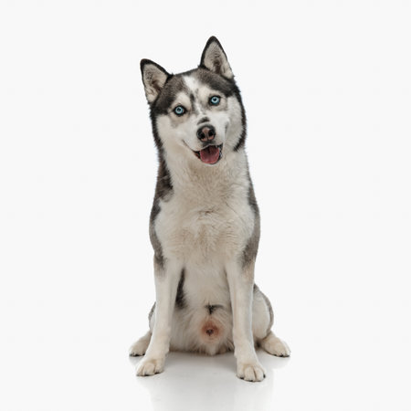happy husky dog sticking out tongue, panting and looking forward while sitting in front of white background in studioの写真素材