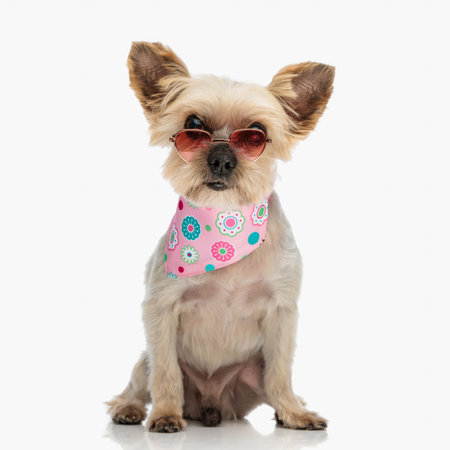 lovely little yorkie dog with sunglasses and pink bandana around neck sitting and posing in front of white background in studioの写真素材