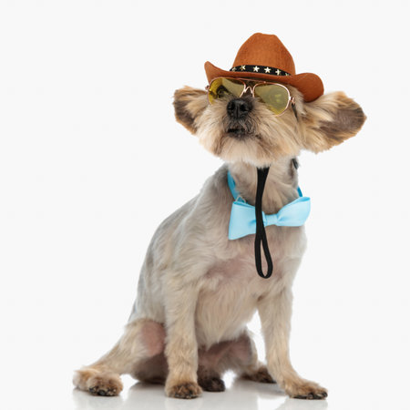 adorable yorkie dog wearing cowboy hat, sunglasses and bowtie, looking up side and sitting on white backgroundの写真素材