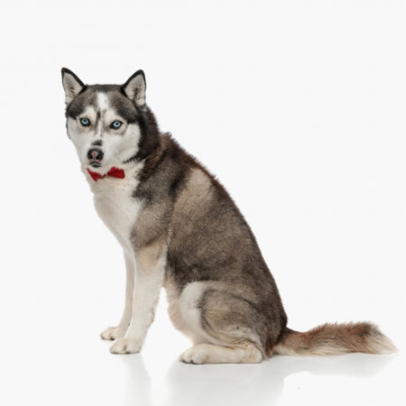 side view of elegant husky dog wearing red bowtie sitting and looking forward in front of white background in studioの写真素材