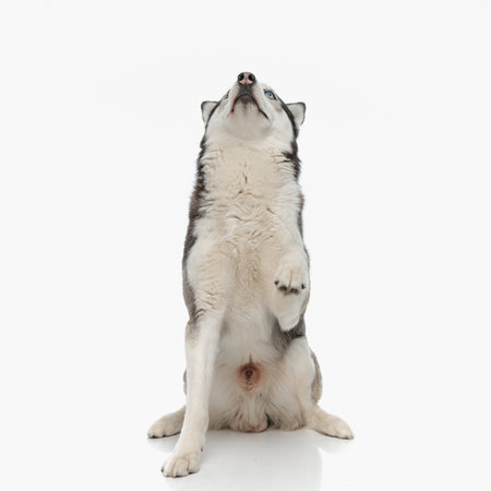 curious husky puppy sitting and looking up in front of white background in studioの写真素材