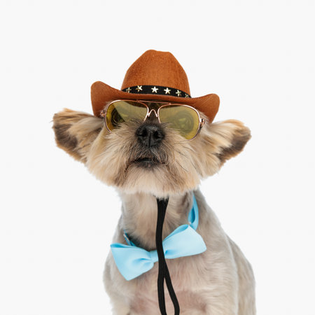 curious little yorkie dog wearing cowboy hat, sunglasses and bowtie while sitting on white backgroundの写真素材