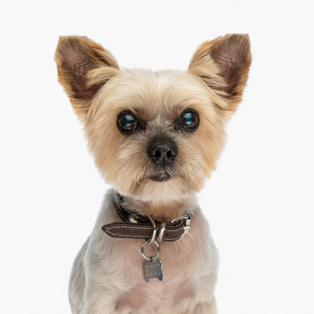 portrait of adorable little yorkshire terrier puppy wearing collar and looking forward while sitting in front of white backgroundの写真素材