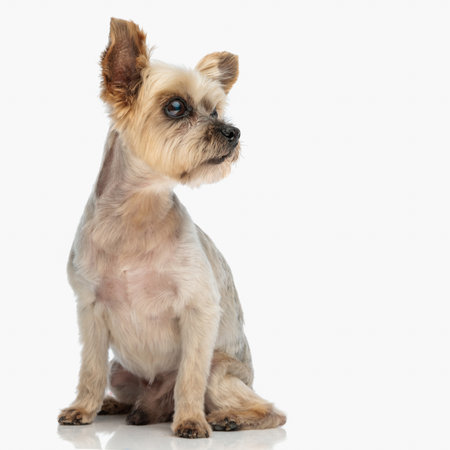curious yorkie puppy sitting and looking to side in front of white background in studioの写真素材