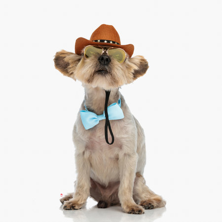 adorable yorkshire terrier dog wearing bowtie, sunglasses and cowboy hat, looking up in a curious way and sitting on white backgroundの写真素材