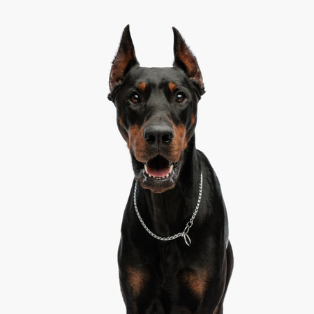 portrait of cute dobermann puppy with silver collar looking forward and panting in front of light grey backgroundの写真素材
