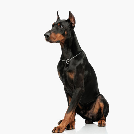 beautiful dobermann doggy with silver collar sitting and looking away in front of light grey backgroundの写真素材