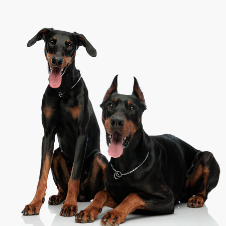 family of two dovermann dogs sticking out tongue and panting while looking up and forward in front of light grey backgroundの写真素材