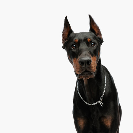 portrait of sweet dobermann dog with silver collar looking forward and sitting in front of light grey background in studioの写真素材