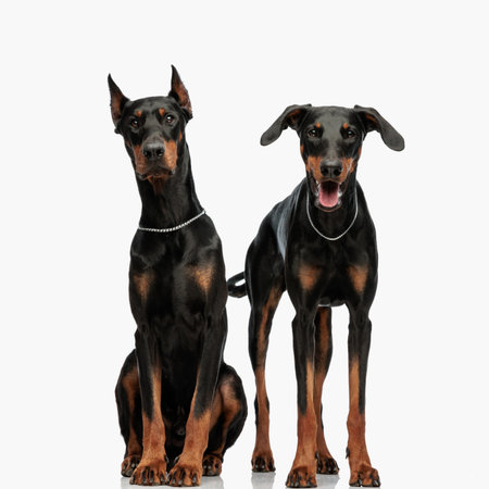 excited dobermann puppy standing and sticking out tongue and panting next to his sitting brother in...