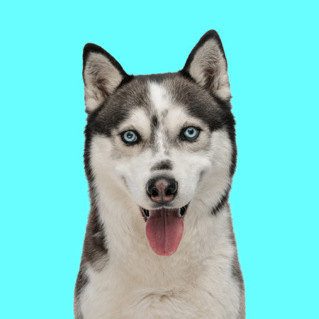 portrait of. beautiful husky sticking out tongue and panting while sitting in front of blue backgroundの写真素材