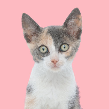 portrarit of lovely little metis kitty sitting and looking forward in front of pink backgroundの写真素材