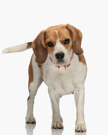 cute little beagle puppy with collar walking while looking forward in front of white background in studioの写真素材