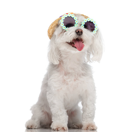 adorable bichon puppy with sunglasses and hat sticking out tongue and panting while sitting on white background in studioの写真素材